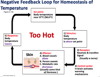 Bio11 - Lec25: Homeostasis & Digestive System - PROFESSOR ZANNIE